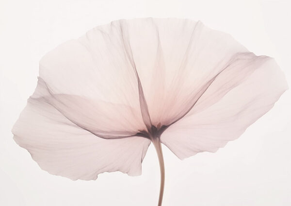 Zarte Blüte auf weichem Hintergrund Zarte Blüte auf weichem Hintergrund