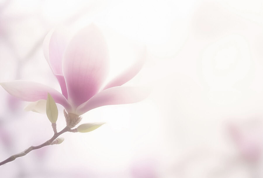 Zarte Blüte im Weichzeichner