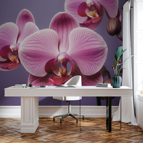 Zarte Orchideen in sanften Farbtönen Zarte Orchideen in sanften Farbtönen
