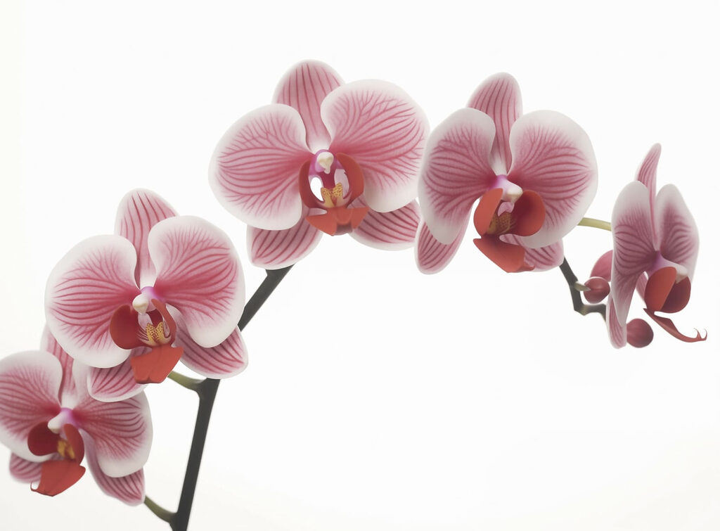 Zarte Orchideen in sanfter Blüte Zarte Orchideen in sanfter Blüte