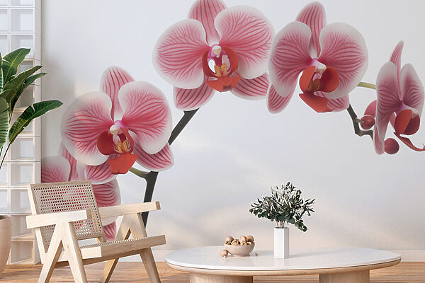 Zarte Orchideen in sanfter Blüte Zarte Orchideen in sanfter Blüte