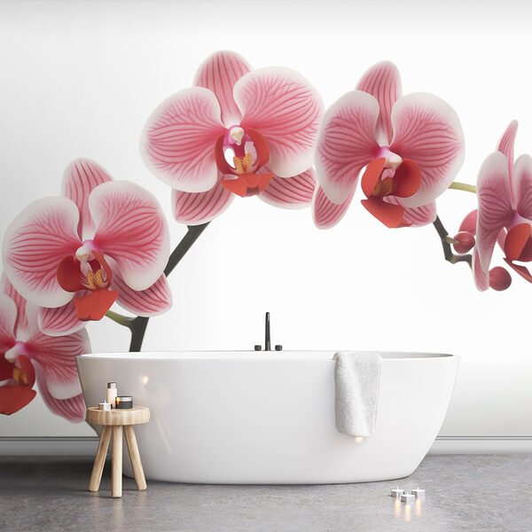 Zarte Orchideen in sanfter Blüte Zarte Orchideen in sanfter Blüte