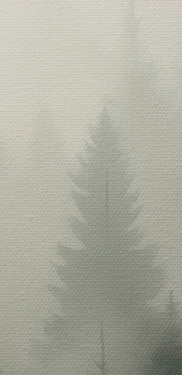 Nebliger Wald mit Bäumen und einem Berg im Hintergrund Nebliger Wald mit Bäumen und einem Berg im Hintergrund