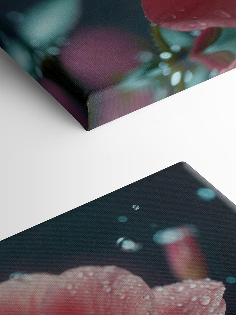 Delicate petals after a gentle rain