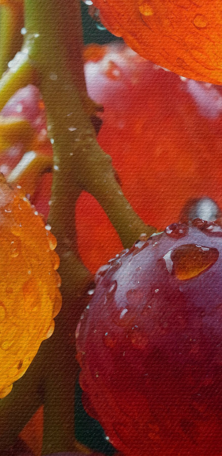 Weintrauben mit Wassertropfen auf ihnen