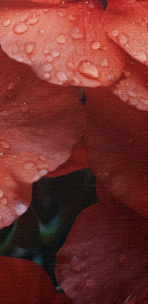 Group of red flowers with water droplets