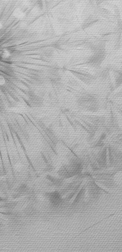 Dandelion flower with seeds flying in the air Dandelion flower with seeds flying in the air