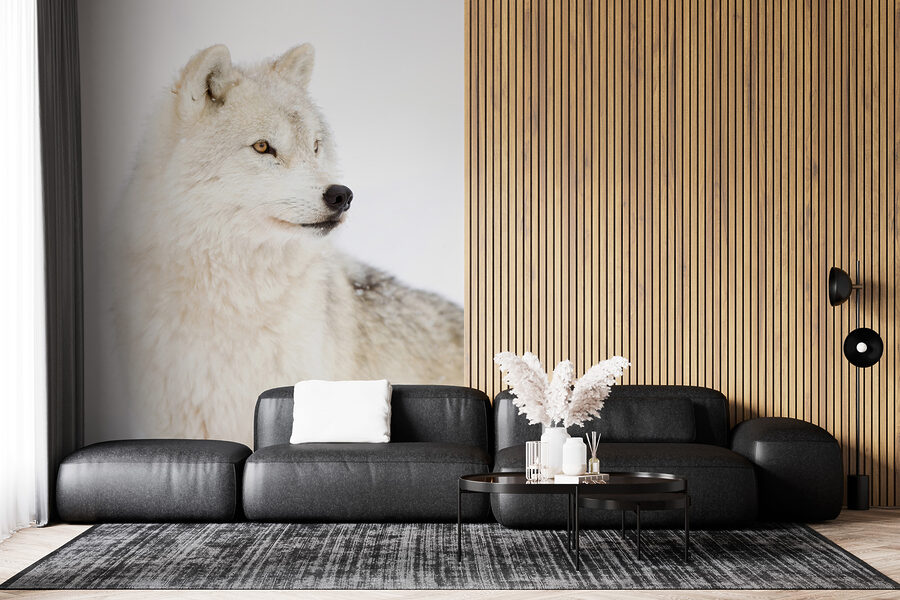 Ein weißer Wolf im Schnee Ein weißer Wolf im Schnee