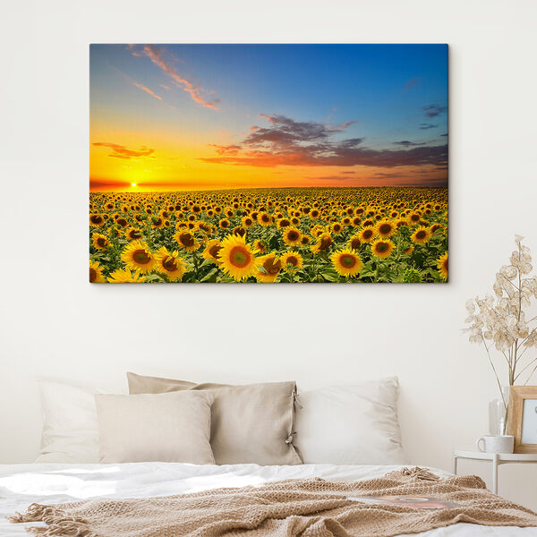 Ein Sonnenblumenfeld bei Sonnenuntergang s05429pib402 600x600 - Ein Sonnenblumenfeld bei Sonnenuntergang