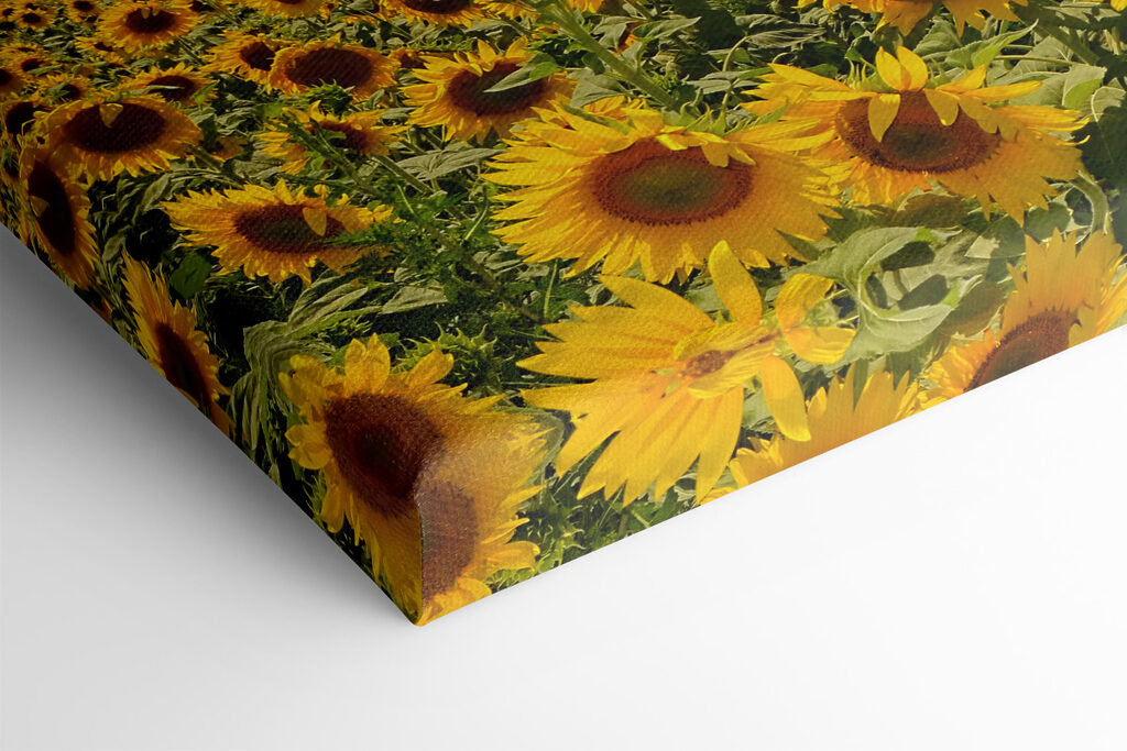 Ein Sonnenblumenfeld bei Sonnenuntergang s05429pml 1024x683 - Ein Sonnenblumenfeld bei Sonnenuntergang
