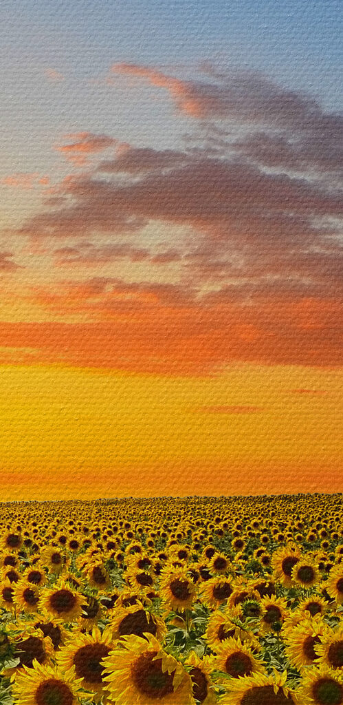 Ein Sonnenblumenfeld bei Sonnenuntergang s05429pzvl 499x1024 - Ein Sonnenblumenfeld bei Sonnenuntergang