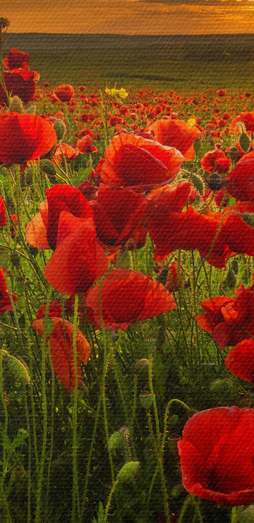 A field of red flowers A field of red flowers