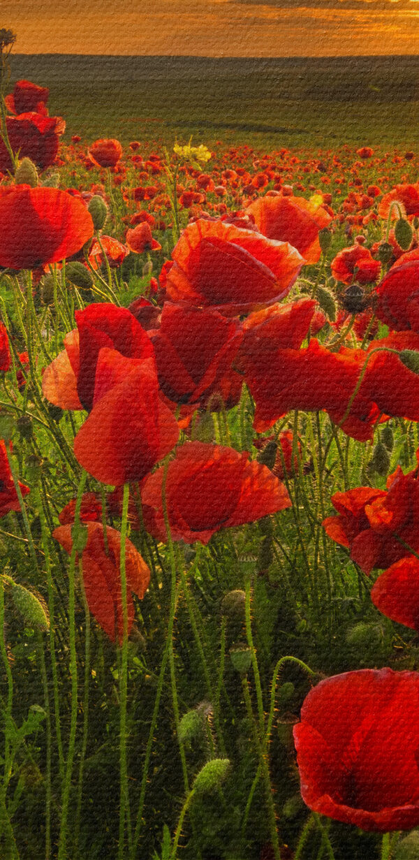 A field of red flowers A field of red flowers