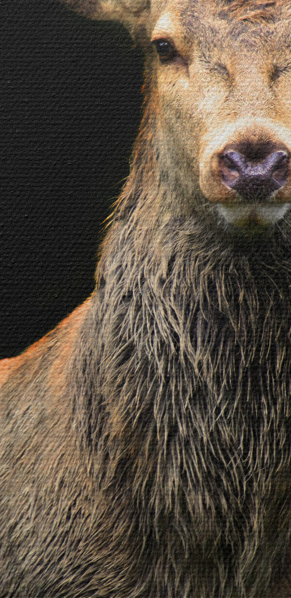 Ein Hirsch mit Geweih in der Dunkelheit Ein Hirsch mit Geweih in der Dunkelheit