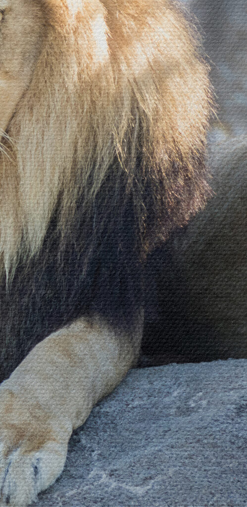 A couple of lions lying on a rock