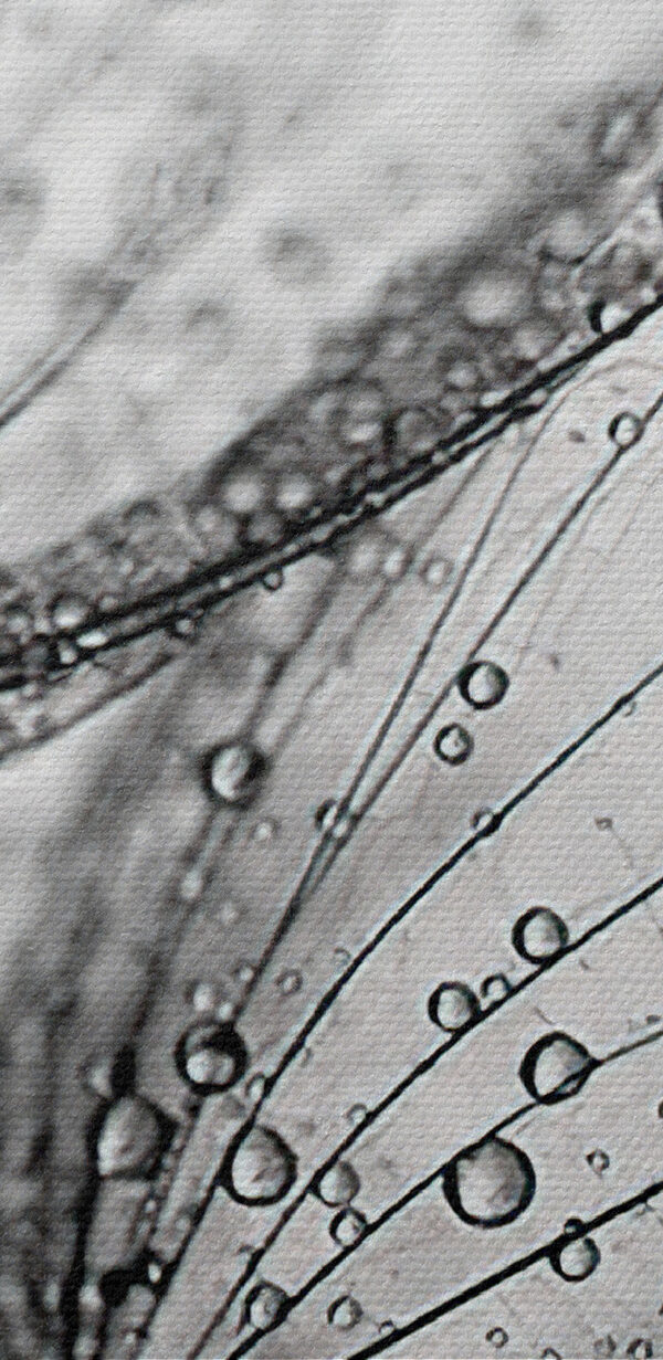 Close up of water droplets on seeds