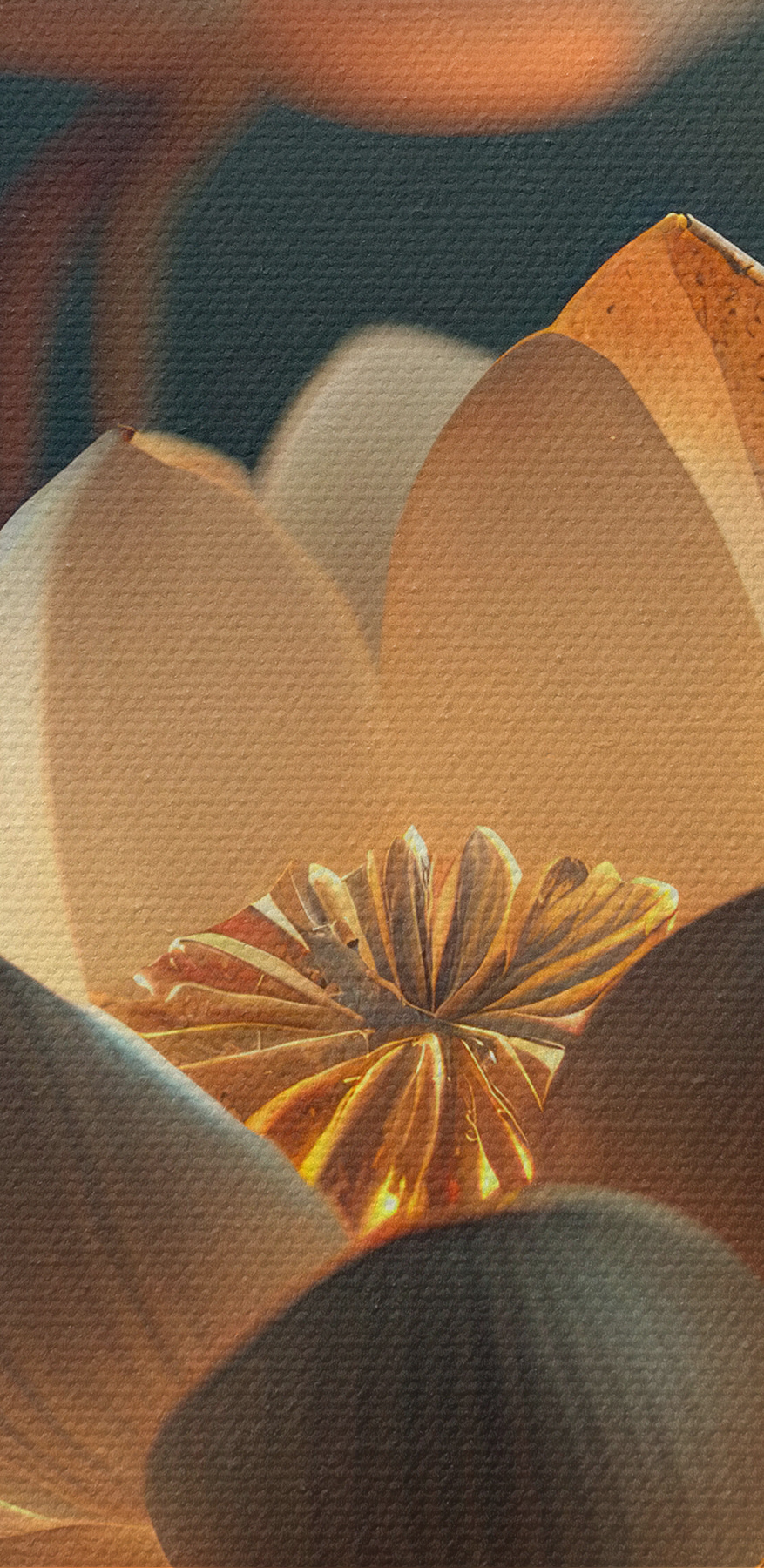 Eine weiße Blume mit gelben Flecken darauf