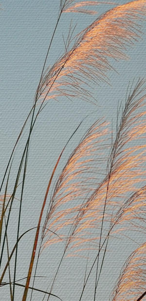 Eine Gruppe von hohem Gras Eine Gruppe von hohem Gras