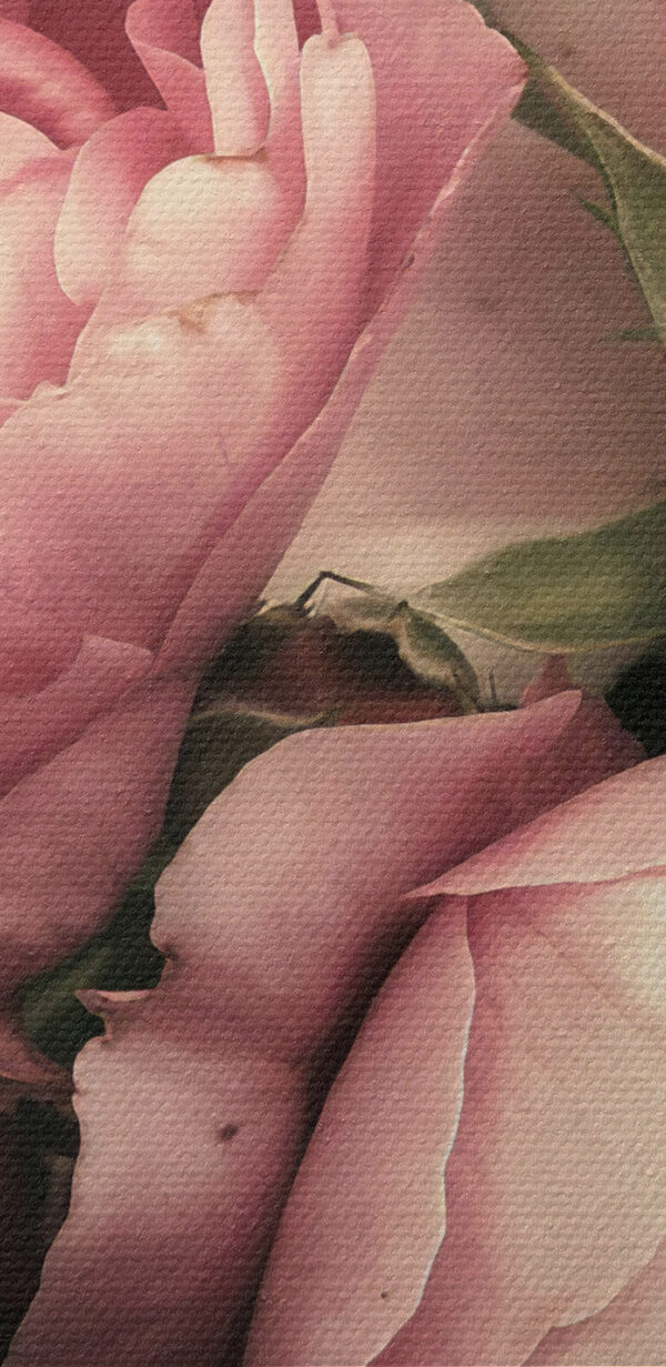 Eine Gruppe von rosa und weißen Rosen Eine Gruppe von rosa und weißen Rosen
