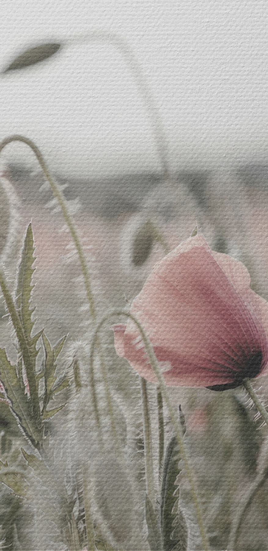 Ein Feld mit rosa Blumen