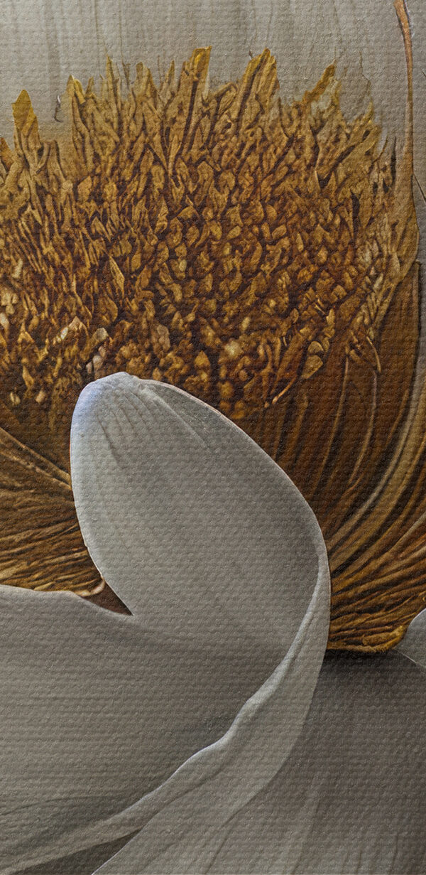 Eine weiße Blume mit gelber Mitte Eine weiße Blume mit gelber Mitte