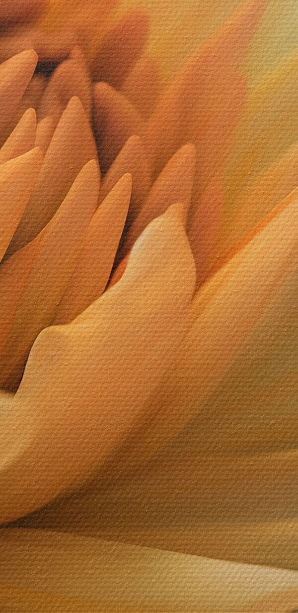 Eine Nahaufnahme einer Blume Eine Nahaufnahme einer Blume
