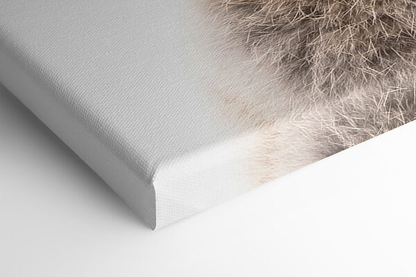 A rabbit with a bubble gum A rabbit with a bubble gum