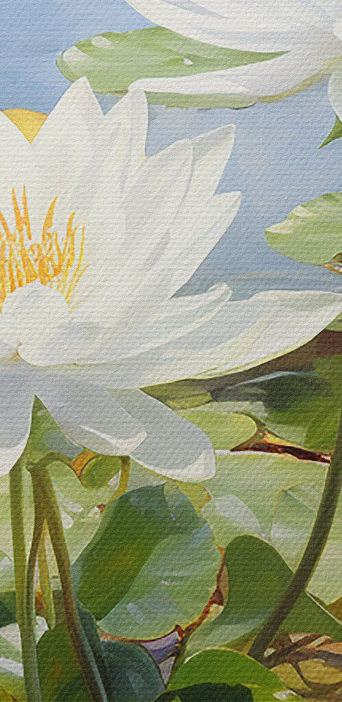 Group of white flowers in a pond Group of white flowers in a pond