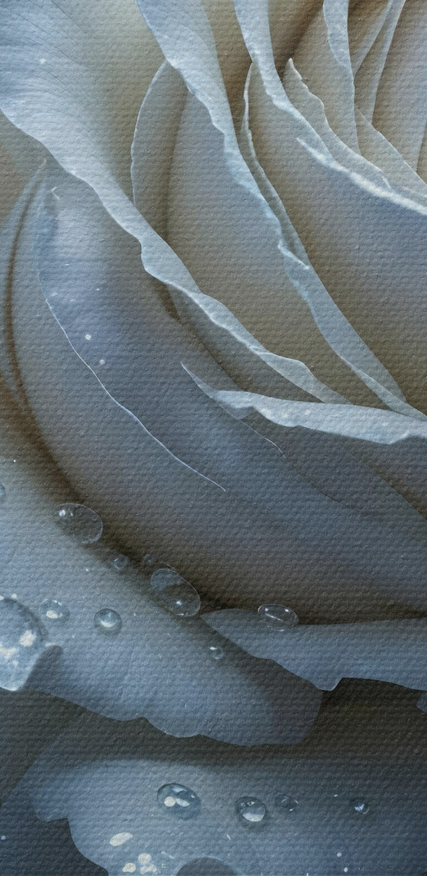 Weiße Rose mit Wassertropfen darauf