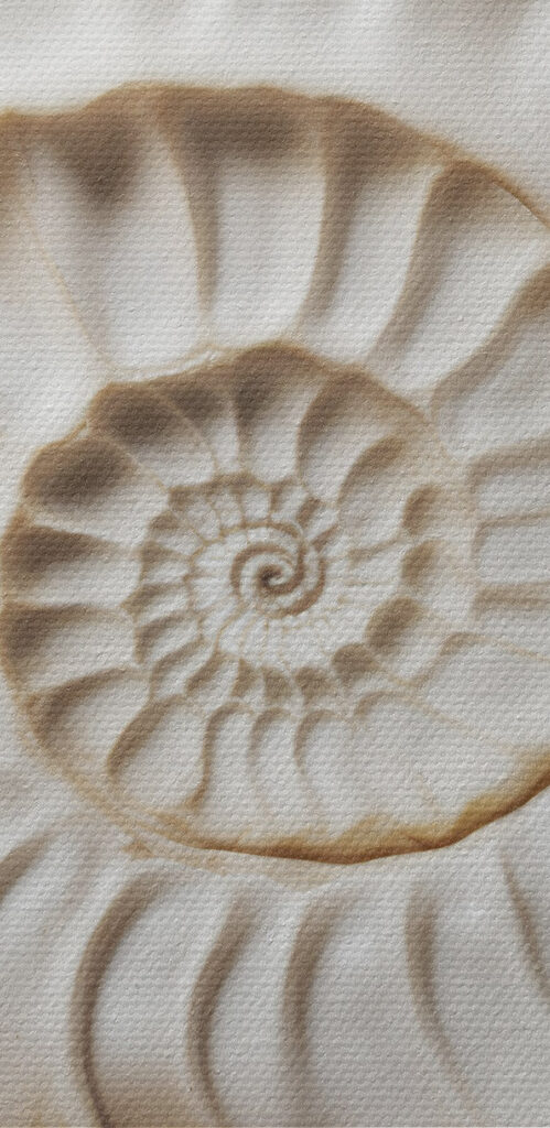 Elegant spiral shell pattern displayed beautifully