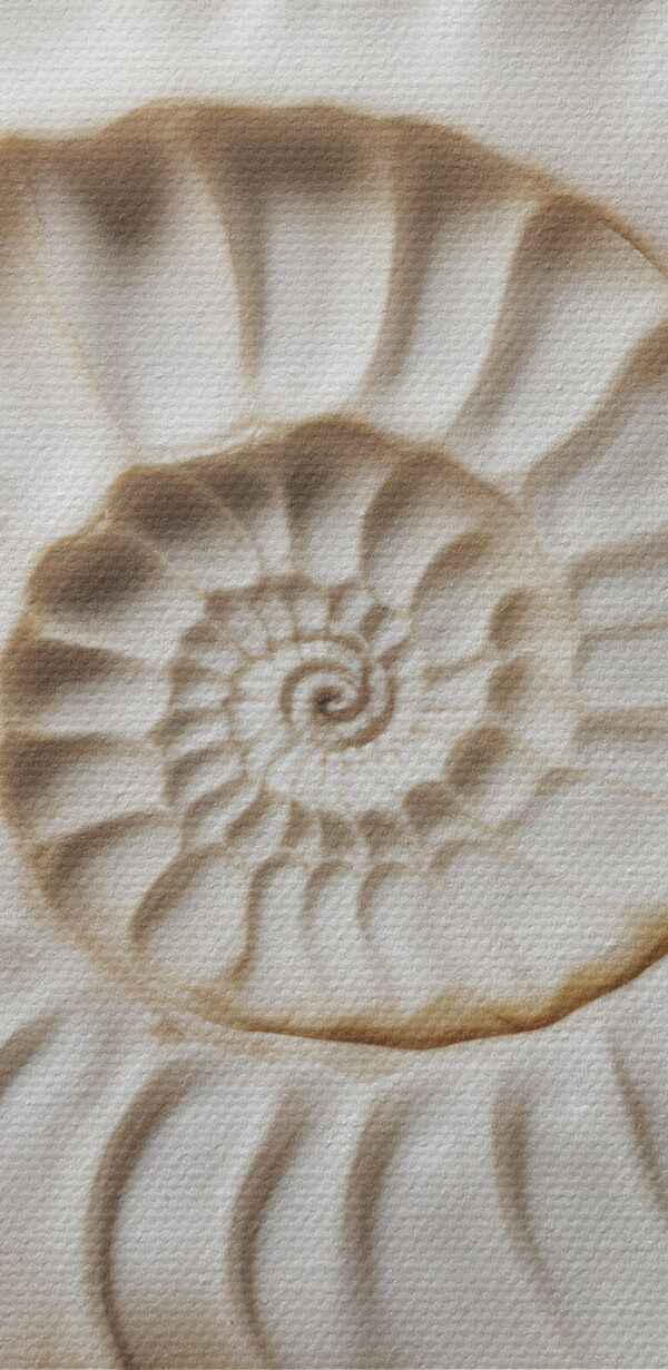 Elegantes, spiralförmiges Muschelmuster, wunderschön dargestellt. Elegantes, spiralförmiges Muschelmuster, wunderschön dargestellt.