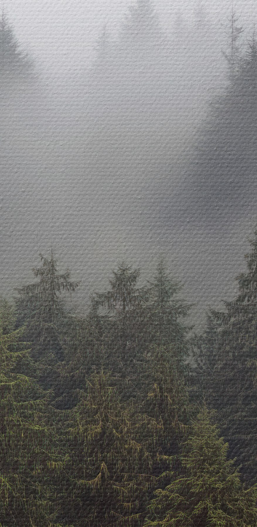 Baumgruppe mit Nebel Baumgruppe mit Nebel