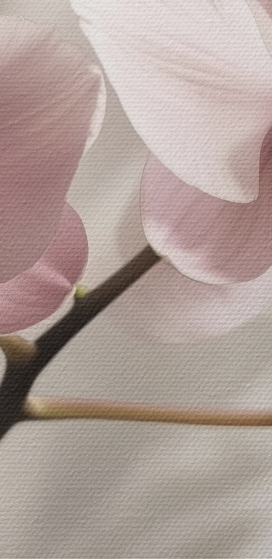 Zarte Blüten in sanften Farbtönen