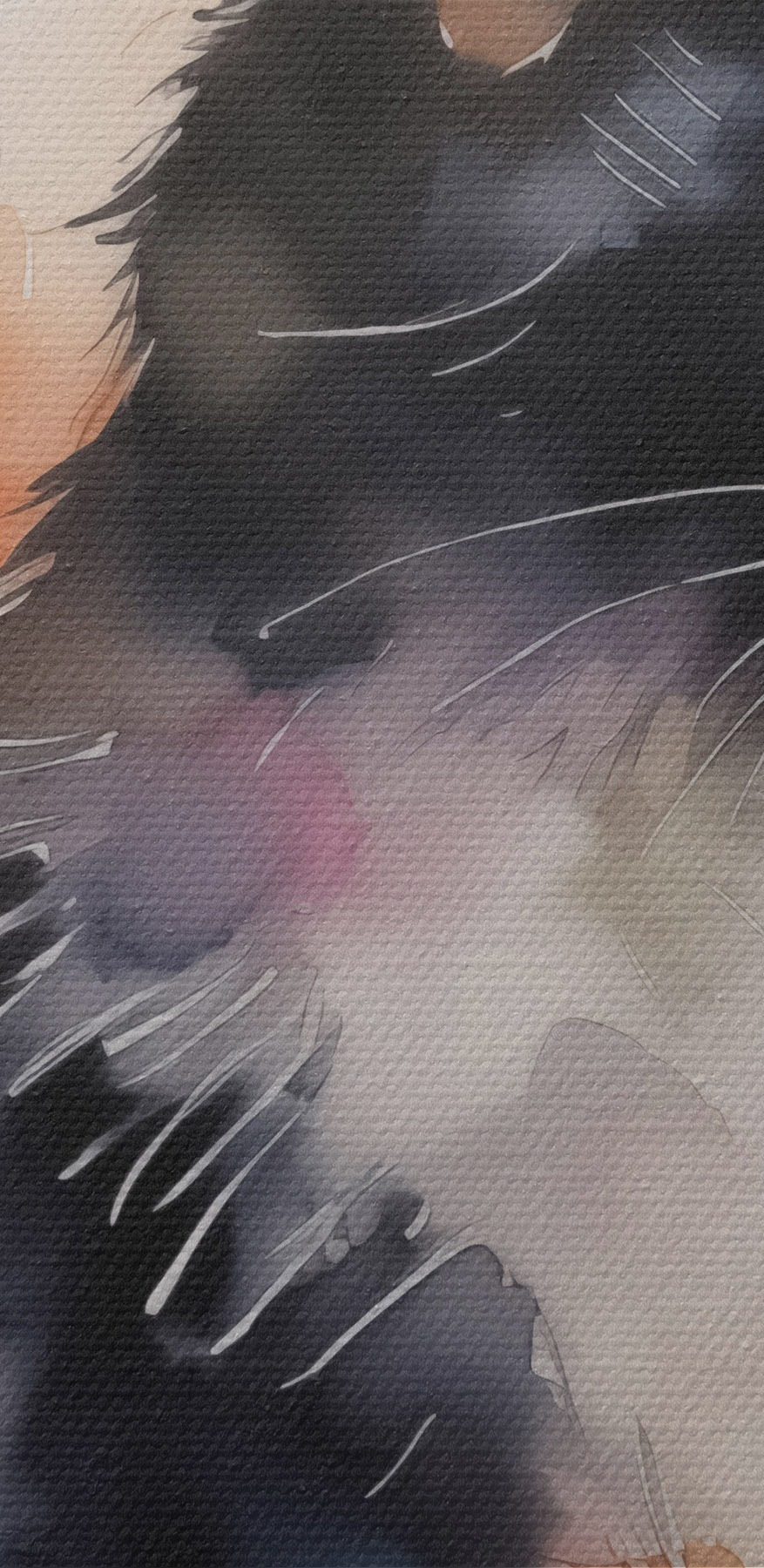 Katze mit weißem und schwarzem Gesicht