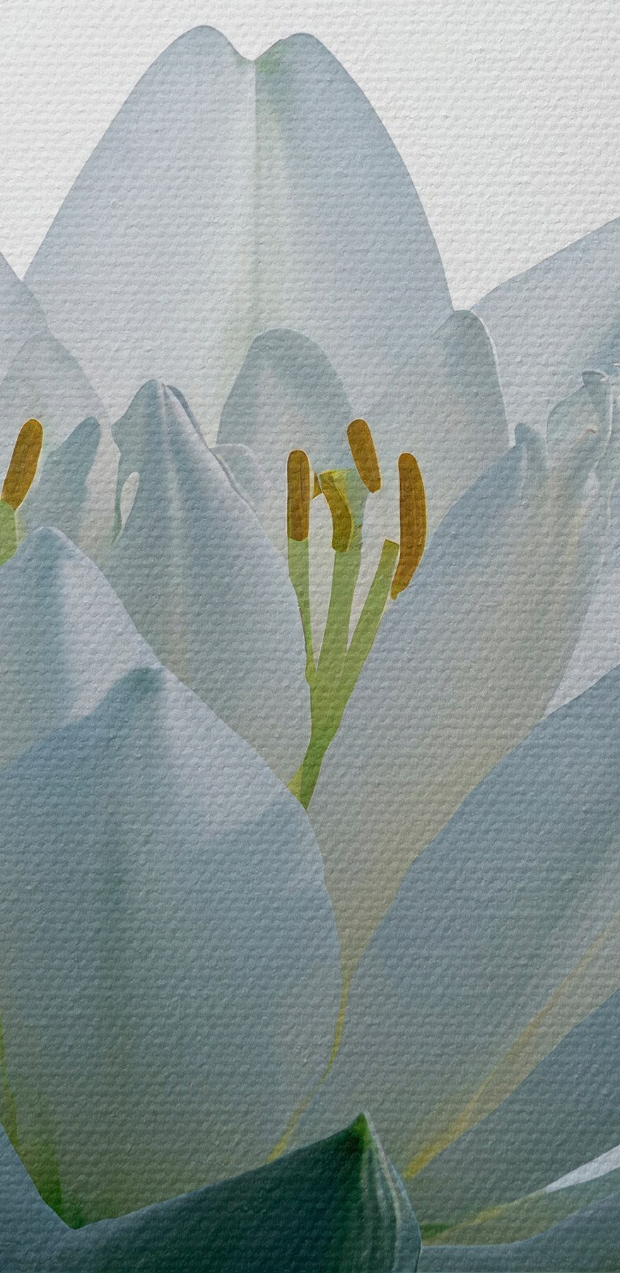 Weiße Blume im Wasser