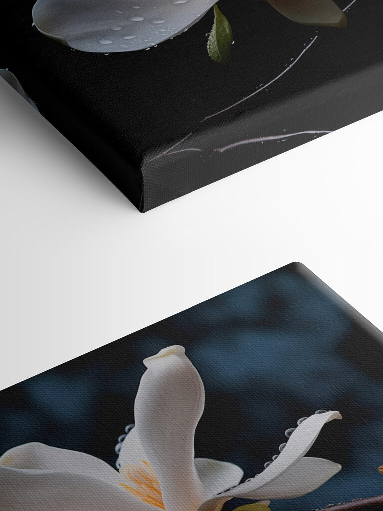 Delicate blossoms adorned with droplets Delicate blossoms adorned with droplets