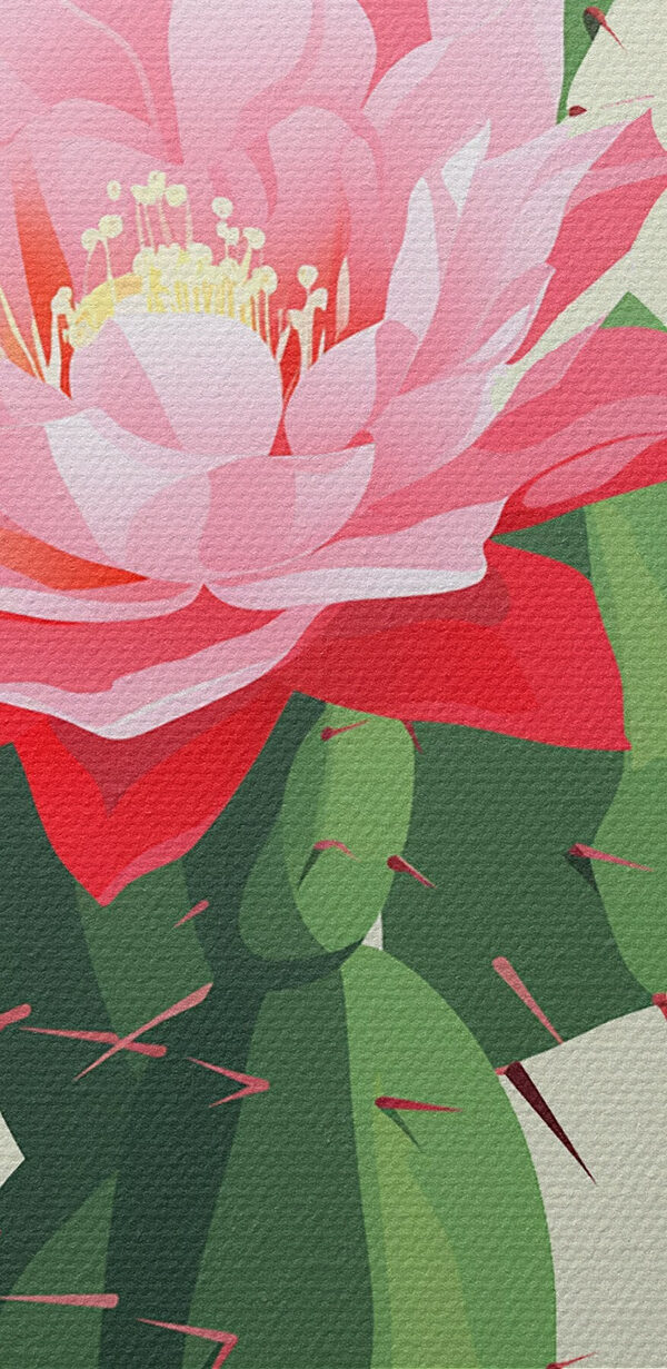 Kaktus mit rosa Blüten Kaktus mit rosa Blüten