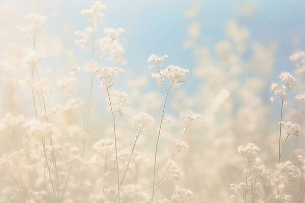 Verträumte Blumen im sanften Sonnenlicht. Verträumte Blumen im sanften Sonnenlicht.