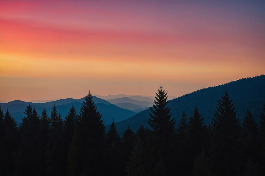 Gruppe von Bäumen in einem Wald
