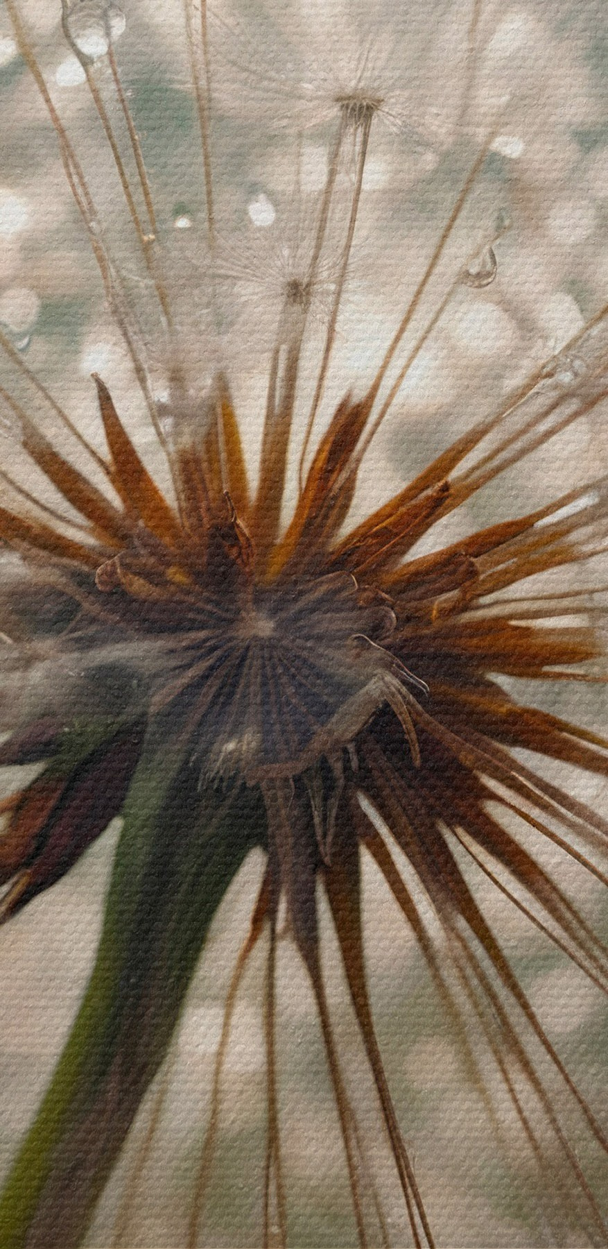 Zarte Natur in ihrer schönsten Form