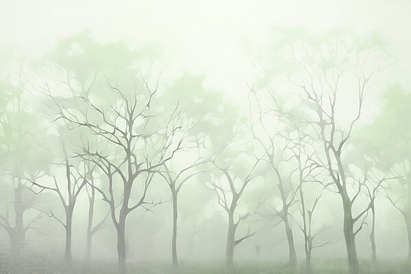 Baumgruppe im Nebel Baumgruppe im Nebel