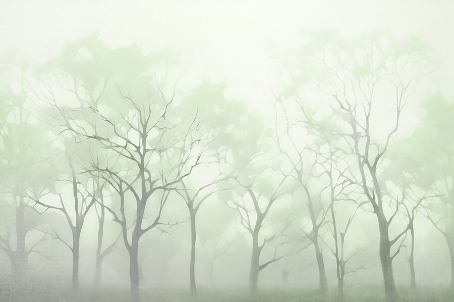 Baumgruppe im Nebel