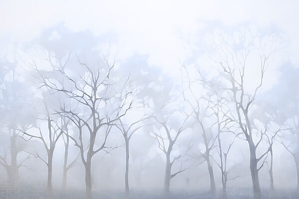 Baumgruppe im Nebel Baumgruppe im Nebel
