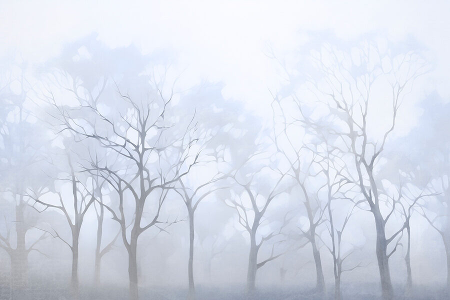 Baumgruppe im Nebel