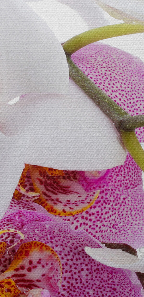 Eine Nahaufnahme von Blumen Eine Nahaufnahme von Blumen