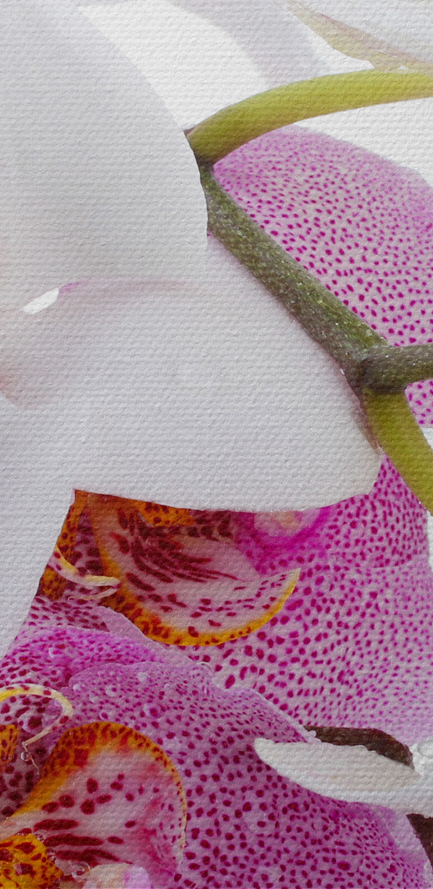 Eine Nahaufnahme von Blumen Eine Nahaufnahme von Blumen