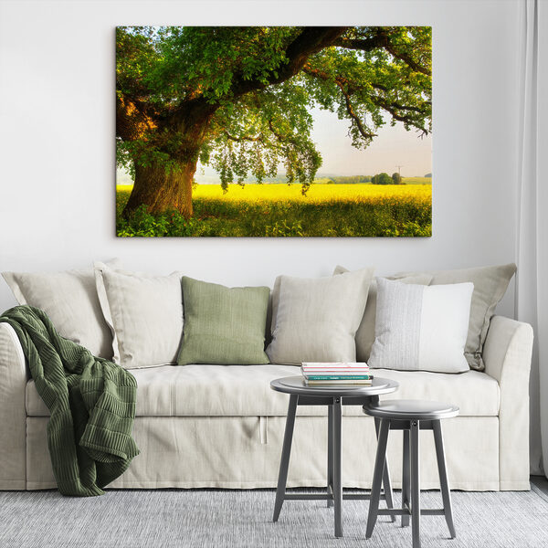 Ein Baum auf einem Feld Ein Baum auf einem Feld