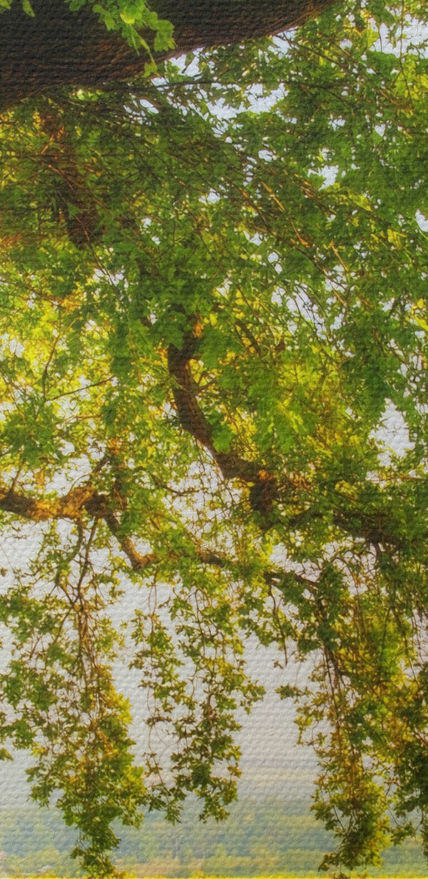Ein Baum auf einem Feld Ein Baum auf einem Feld