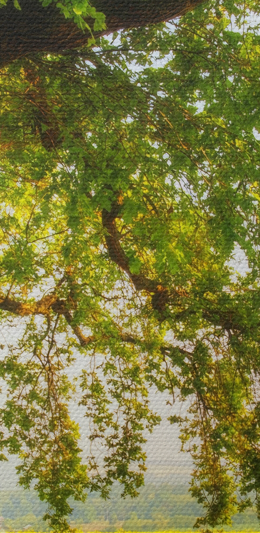 Ein Baum auf einem Feld