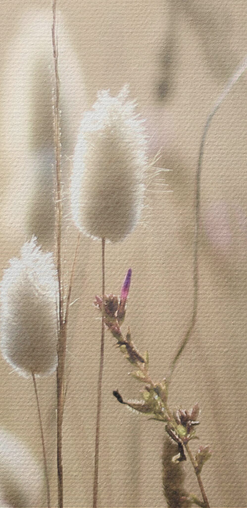 A close up of a plant